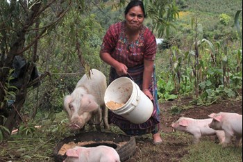 Maria Roselia (40), Mitglied der „Tejido Social“. In der Frauengruppe in Caserio La Empalizada werden Aktivitäten in der Landwirtschaft erprobt, die ein Einkommen versprechen und die Erährung sichern - Maria Roselia hat eine kleine Schweinezucht.